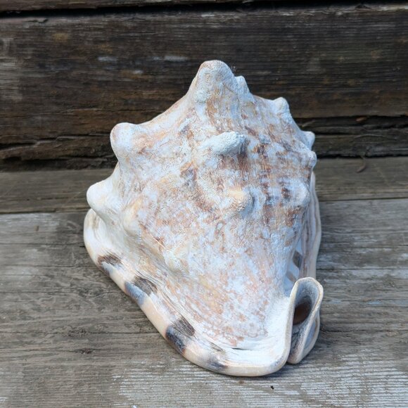 Large natural Horned King Helmet Conch Shell aquarium nautical bathroom decor - Picture 2 of 9